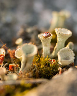 Close-up of plant