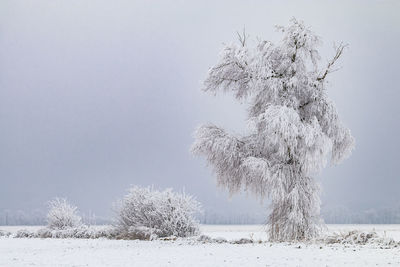 Mystic tree on snow and ice covered field against sky