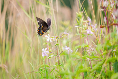 Butterfly pollinating on flower