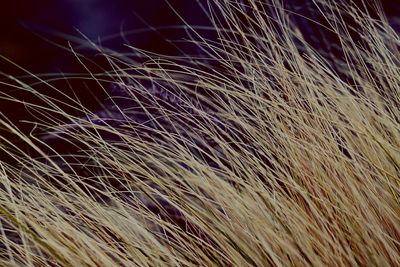 Close-up of grass growing outdoors