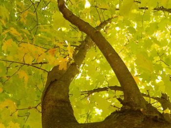 Low angle view of tree against sky