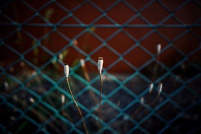 Close-up of chainlink fence