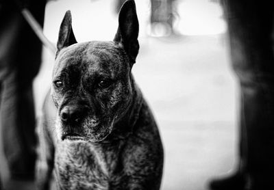 Close-up of dog on street