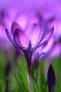 Close-up of wet purple flower