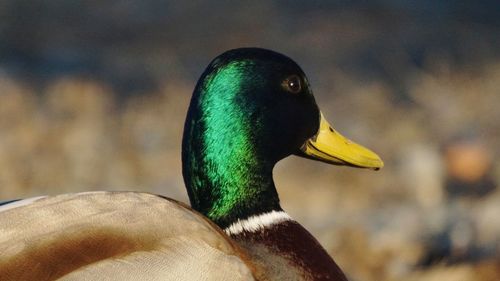 Close-up of a bird