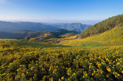 Scenic view of yellow flowers growing on field against sky