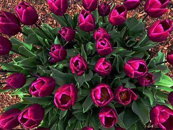 High angle view of pink flowering plants