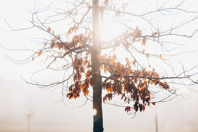 Low angle view of tree against sky