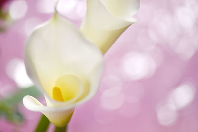 Close-up of pink rose flower