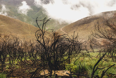 Scenic view of landscape against cloudy sky