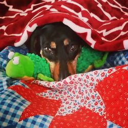 Portrait of dog with toy