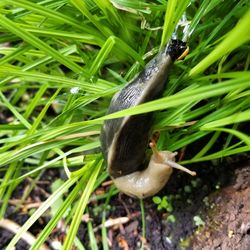 High angle view of bird on grass