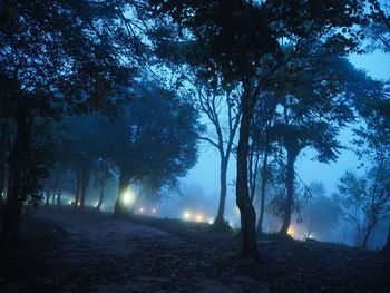 Trees in forest at night