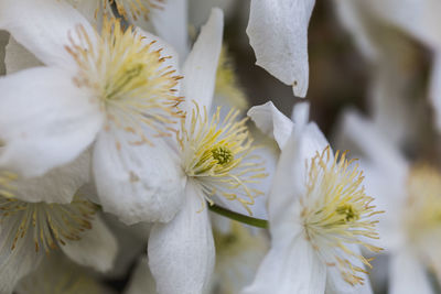 Close-up of white cherry blossom