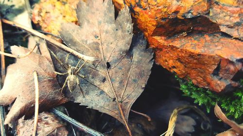 Close-up of autumn leaves