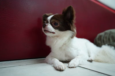 View of a dog looking away