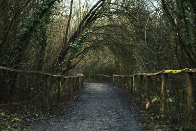 Bare trees in forest