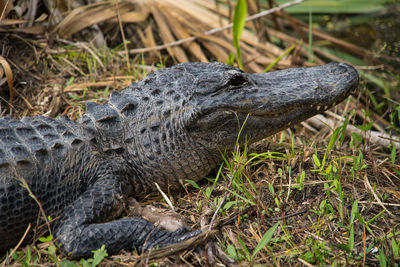 High angle view close up of alligator gator on land