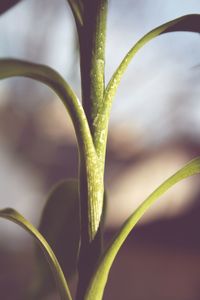 Close-up of green plant