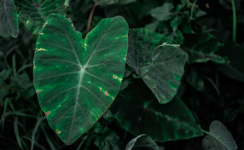 Close-up of wet leaves