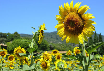 Close-up of sunflowers blooming against clear sky