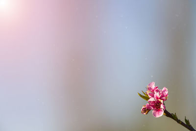 Close-up of pink flower against blurred background