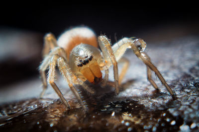 Close-up of spider