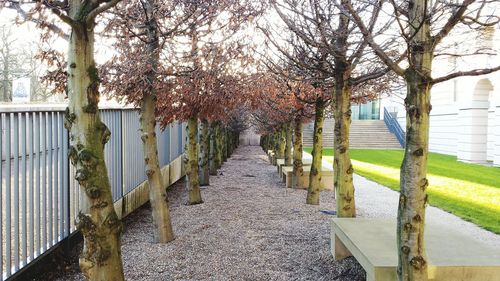 Walkway along trees in park
