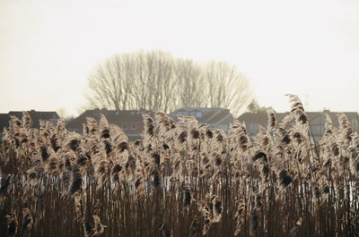 Panoramic shot of dry plants on land against sky