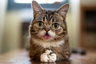 Close-up portrait of a cat