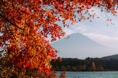 Scenic view of autumnal by trees against sky
