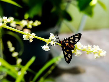 Close-up of butterfly pollinating on flower