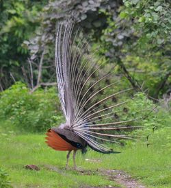 Close-up of bird on branch