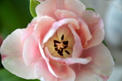 Close-up of pink rose flower