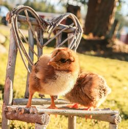 Close-up of chicks on wood