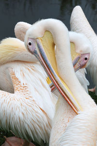 Close-up of pelican