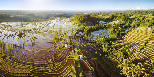 Scenic view of rice paddy field
