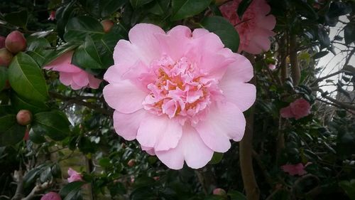 Close-up of pink flowers