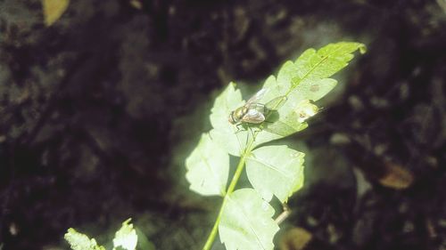 Close-up of dragonfly on plant