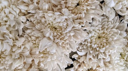 Full frame shot of white flowering plant