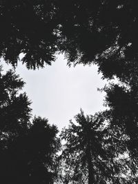 Low angle view of trees in forest