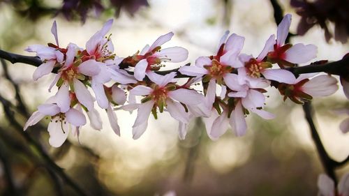 Close-up of flowers on branch