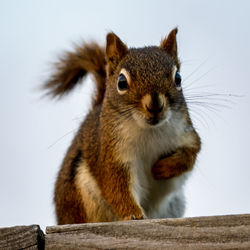 Portrait of squirrel