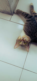 High angle view of a cat on floor