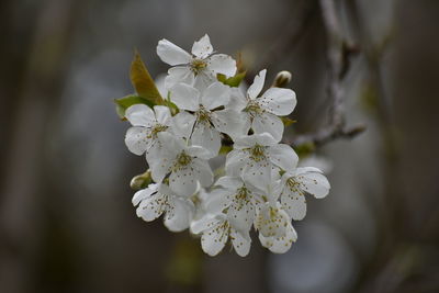 Close-up of white cherry blossoms in spring