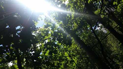 Sun shining through trees