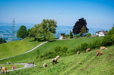 Cows around bachtel in hinwil switzerland