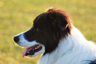 Close-up of dog looking away