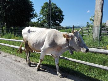Cow walking on footpath by railing