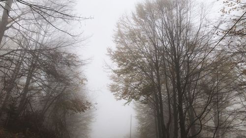 Low angle view of bare trees against sky